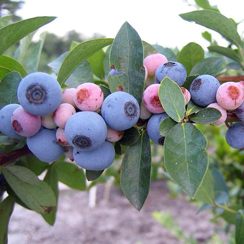 ブルーベリー苗 オニール&シャープブルー大苗2本セット ブルーベリー苗