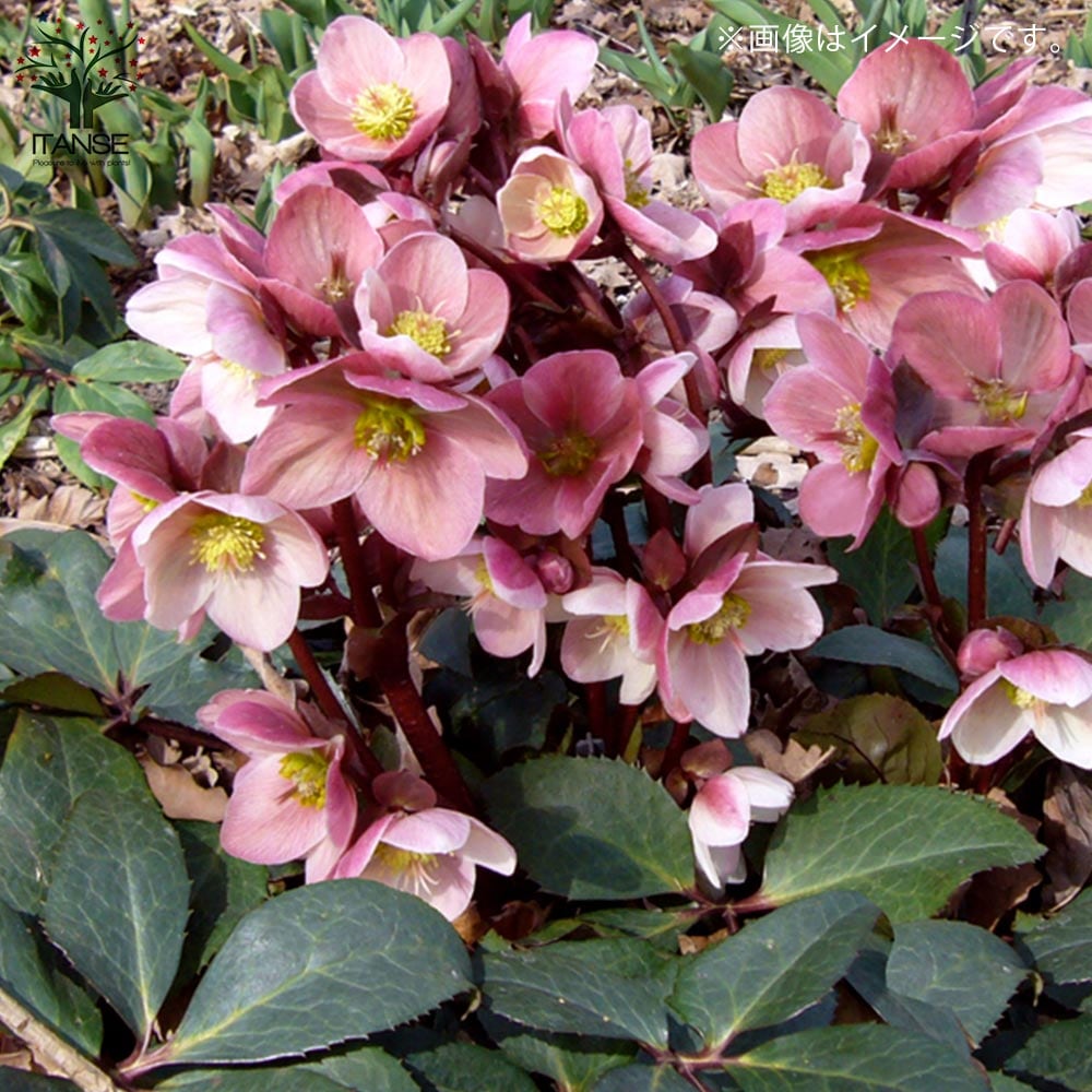 クリスマスローズ HGCピンクフロスト 【花苗 7号ポット大苗／1個売り