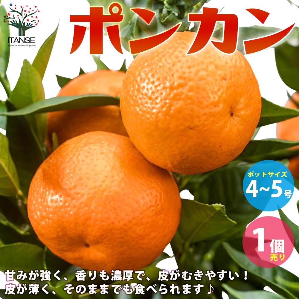 がんもさま ポンカン 苗木 5年生 実つき！ がんもさま ポンカン 苗木 5