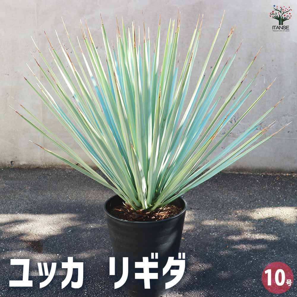ユッカ リギダ 【観葉植物 10号／1個売り】｜ 【植物のITANSE