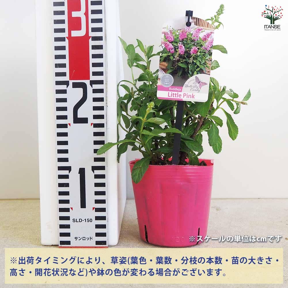 ブッドレア バタフライキャンディー リトルピンク 【花木苗 4号