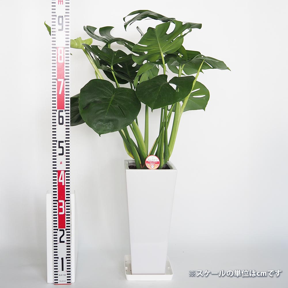 モンステラ デリシオーサ 【観葉植物 7号／1個売り】｜ 【植物の