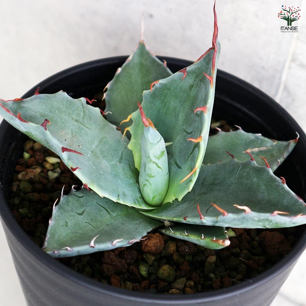 アガベ パラサナ 【多肉植物 3.5号／1個売り】｜ 【植物のITANSE