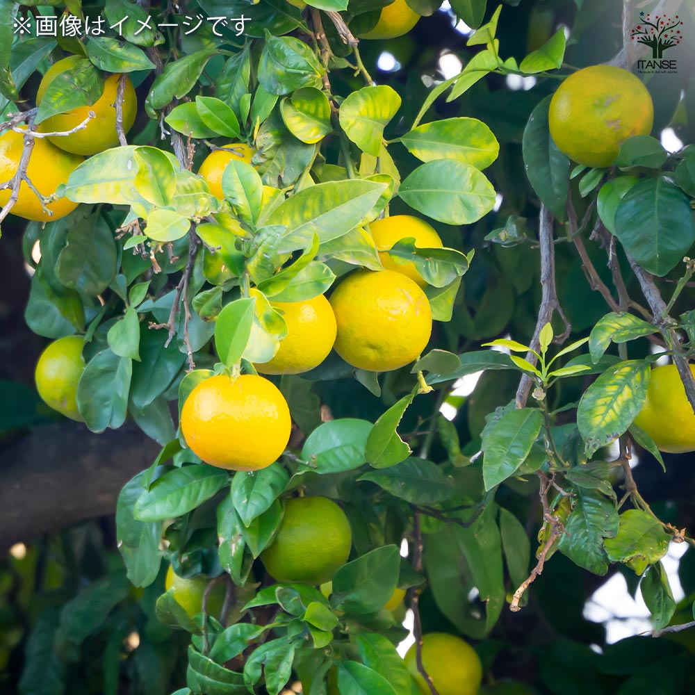 みかんの苗木 日南の姫 【果樹の苗木 4号／1個売り】｜ 【植物の