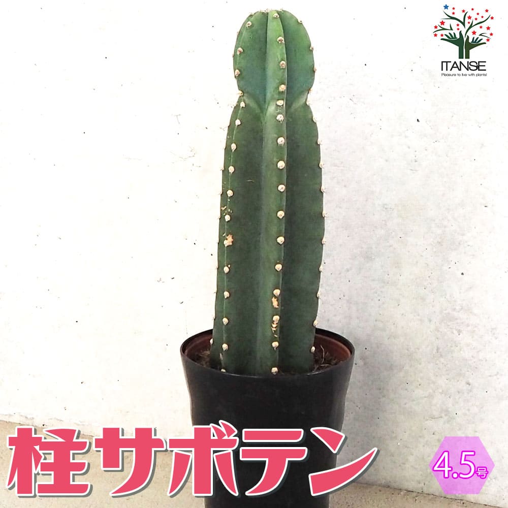 柱サボテン 鬼面閣(キメンカク)【観葉植物 4.5号鉢】｜ 【植物の