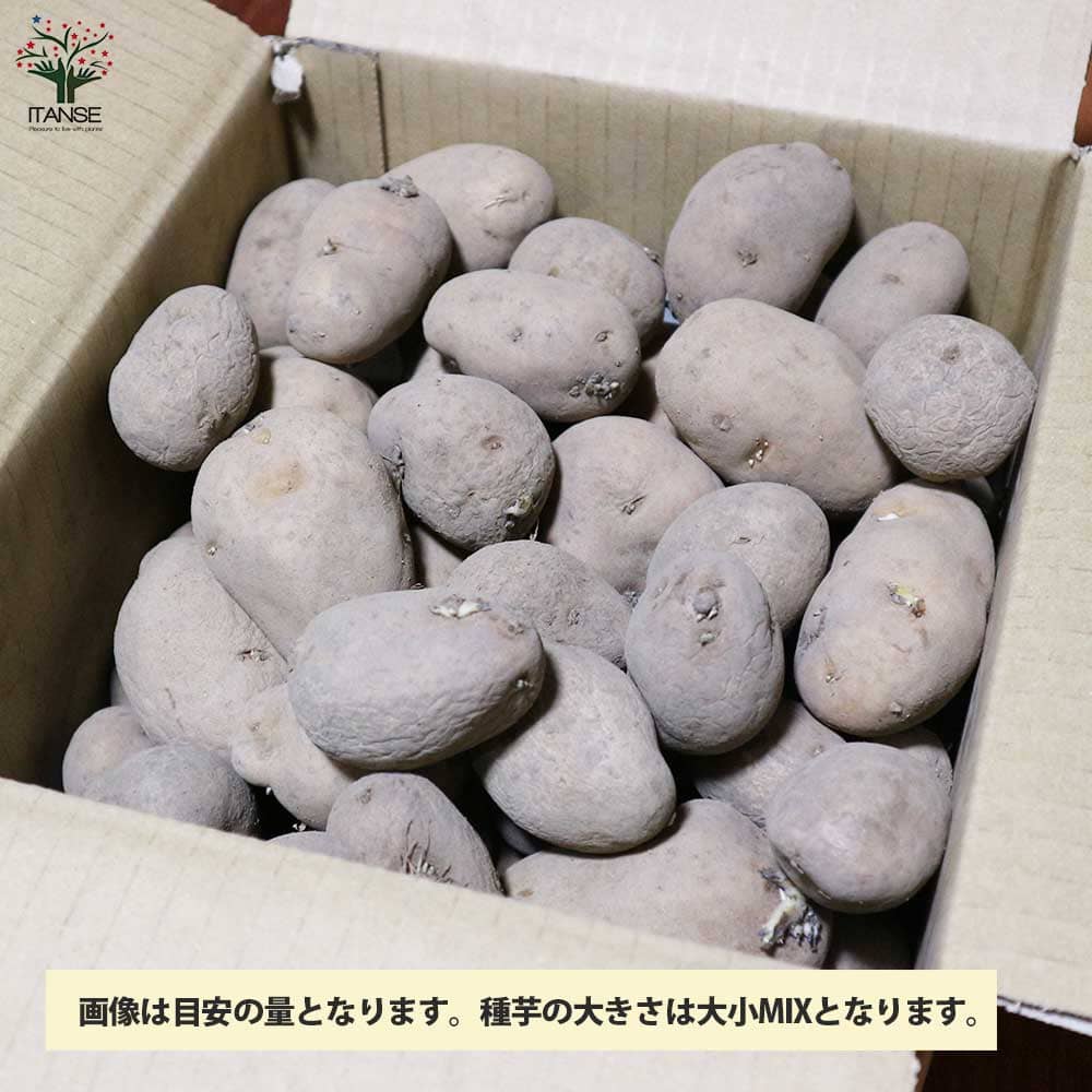 6kg m33 インカのめざめ 種芋 じゃがいもの種芋 品種:インカのめざめ