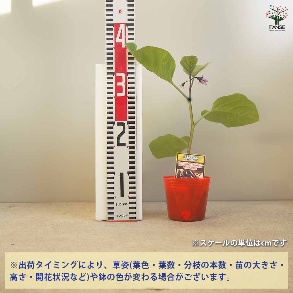 秋なすび(中長ナス)2個～【野菜苗 9cmポット自根苗】｜ 【植物の