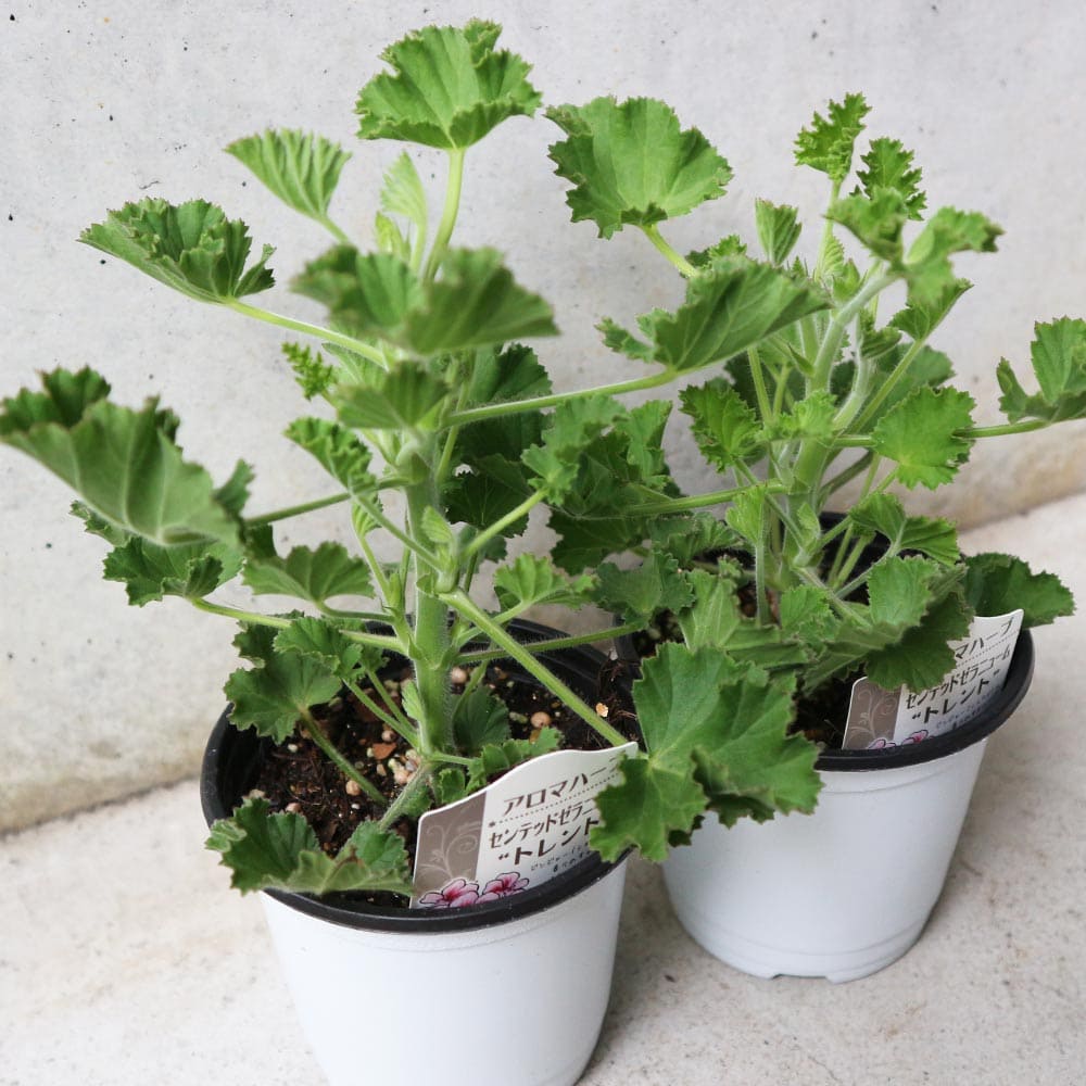 センテッドゼラニウム トレント 10.5cm2個～【おうちで簡単！育て