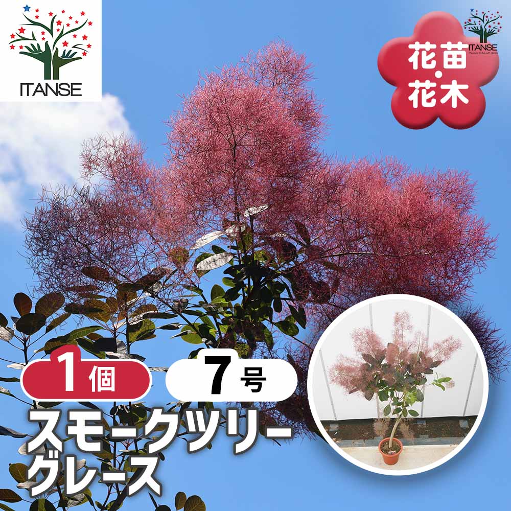 スモークツリー グレース 【花木苗 7号／1個売り】｜ 【植物の