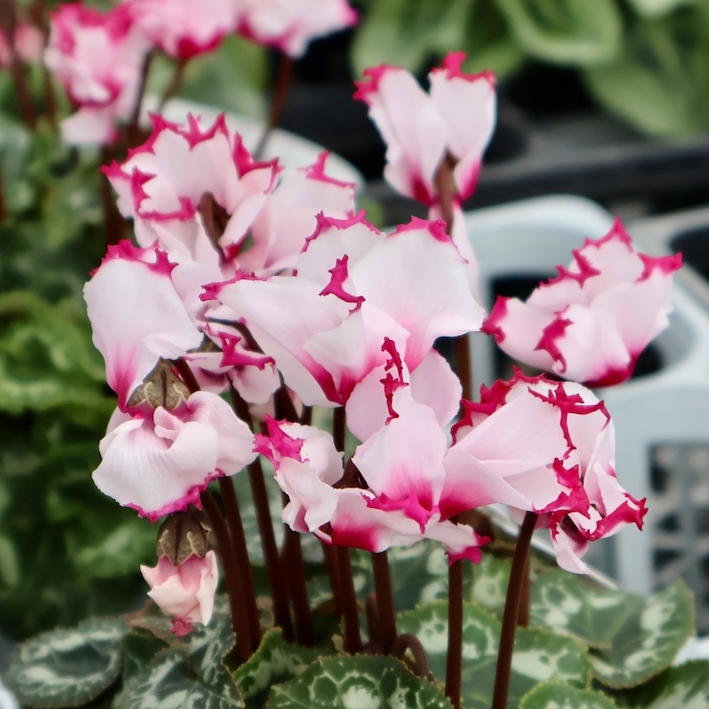 世界初!!香水のような芳香☆ガーデンシクラメン「アブソリュ・ドゥモレル」