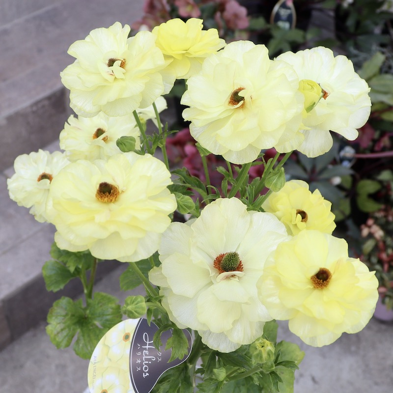 希少品種ラナンキュラスラックス ポスポロス 鉢花5号 50cm 現物発送