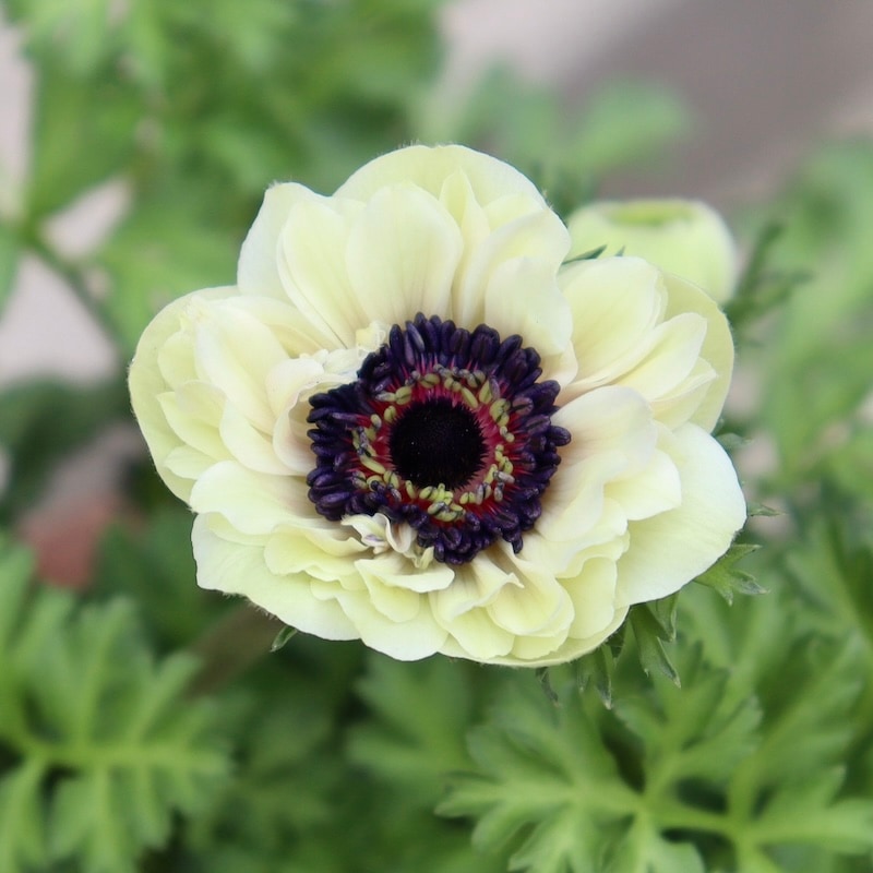 画像の現品☆2025年☆八重咲きアネモネ「アンアリス」44番(3.5号苗)