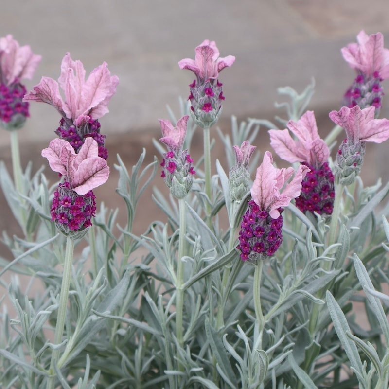 2025年NEW☆完璧シルバーリーフのフレンチラベンダー「サクレクール」