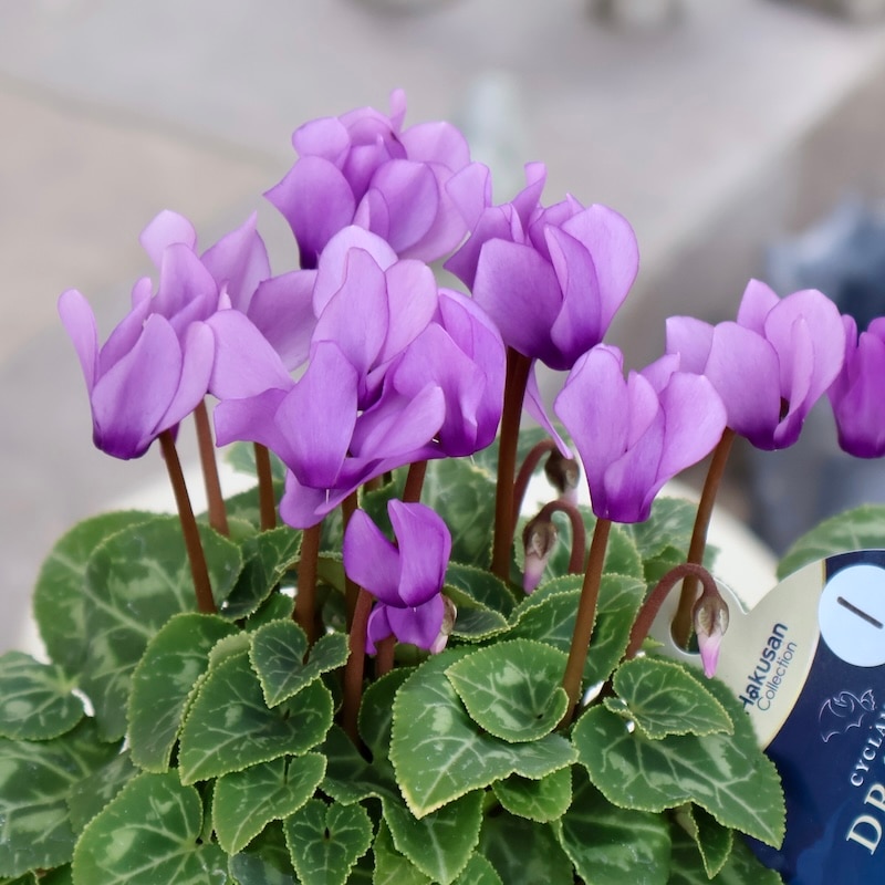 シクラメン｜球根植物｜ネット通販ショップ～風散歩～