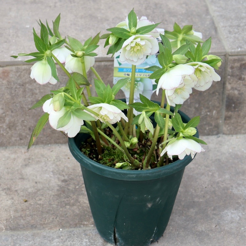 自然開花♪風散歩で3年】現品1点限り☆クリスマスローズ・セミダブル