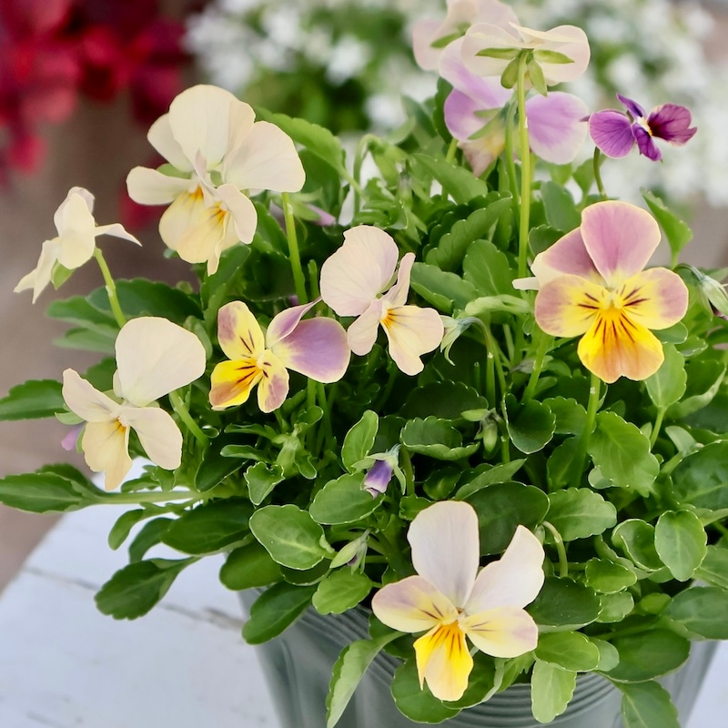 画像の現品1点限り☆ゲブラ育種ビオラ・ボリューム満点ミックス苗・1番