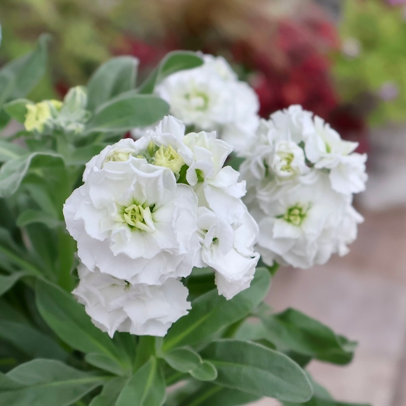 咲き始めの開花株☆八重咲きストック・ベイビー「ホワイト」(3.5号ポット)