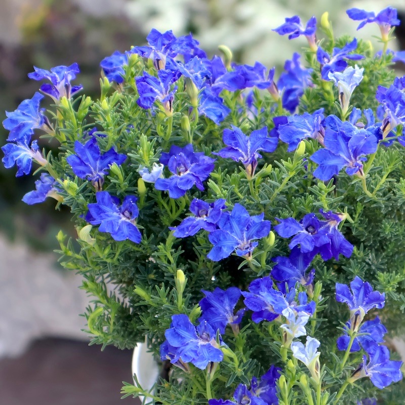 1_000000000834.jpg?1760803464