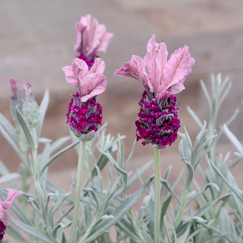 2025年NEW☆完璧シルバーリーフのフレンチラベンダー「サクレクール」