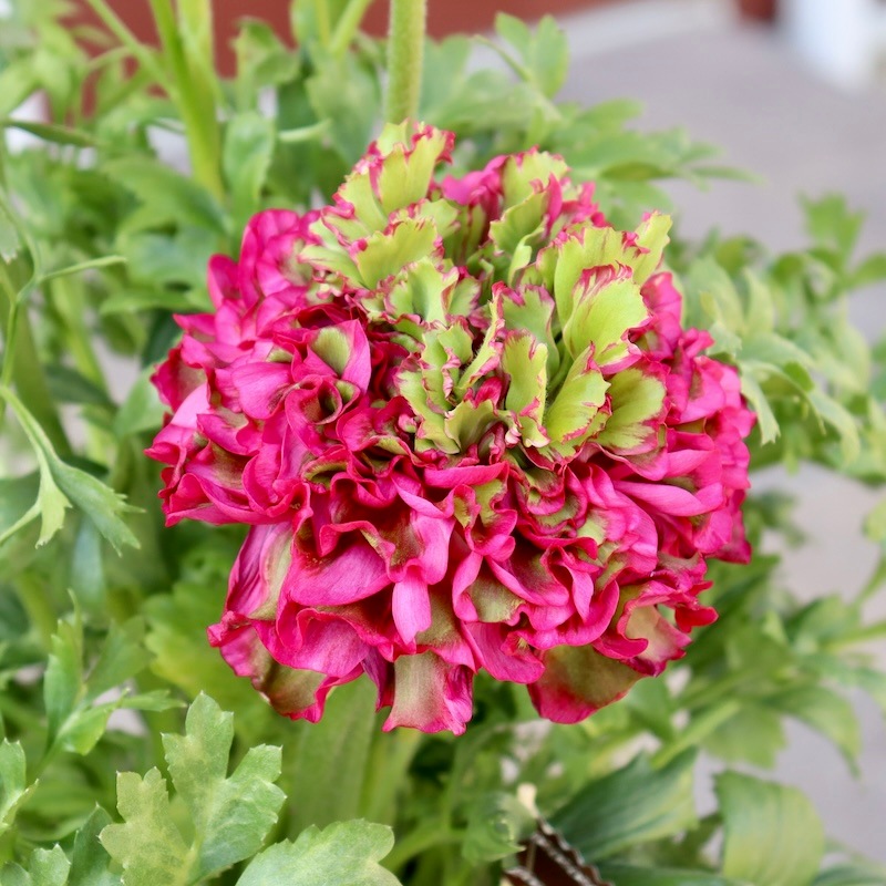 レア品種☆画像の現品!! 大輪ラナンキュラス・ポンポンシリーズ「1番