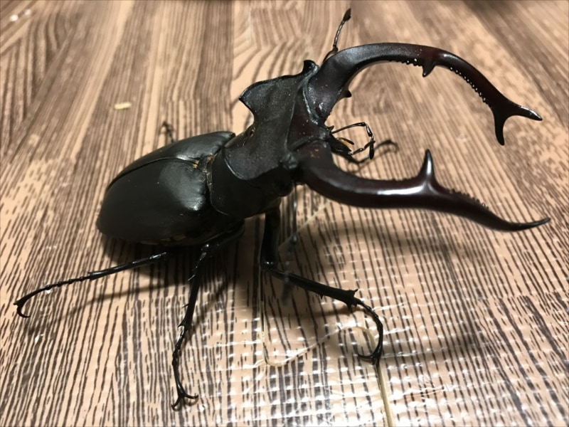 幼虫ペア】ユダイクスミヤマクワガタ【2令】 | 外国産クワガタ 幼虫 | 極