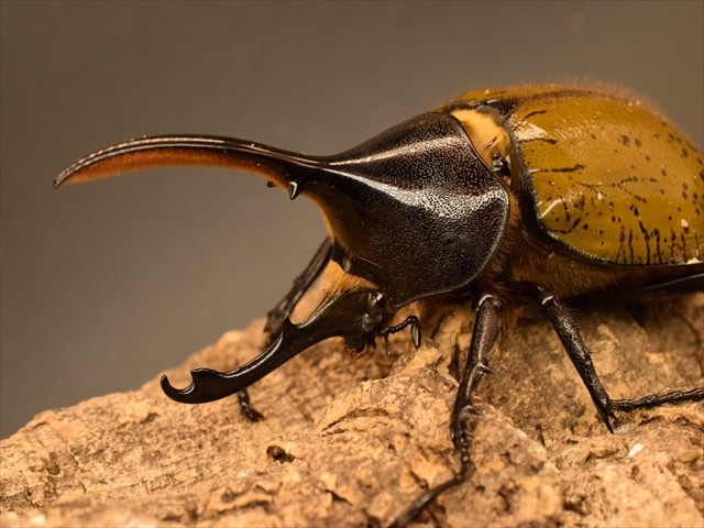 希少】ヘラクレスリッキー110mmペア【ウカヤリ産】 | 外国産