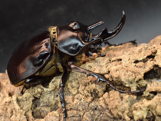 週末限定特価！イイジマゾウカブト♂野外標本 週末限定特価！イイジマ