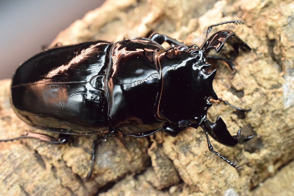 最終値下げ タランドゥスオオツヤクワガタ 89mmUPトリオ 最終値下げ