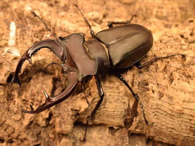 即ブリ可】ユダイクスミヤマクワガタ80mmペア | 外国産クワガタ 成虫