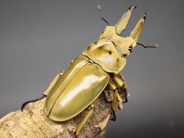 おるなーたMHHC オオクワガタ F0 材割成虫59㎜ 美形コン2位個体 おる