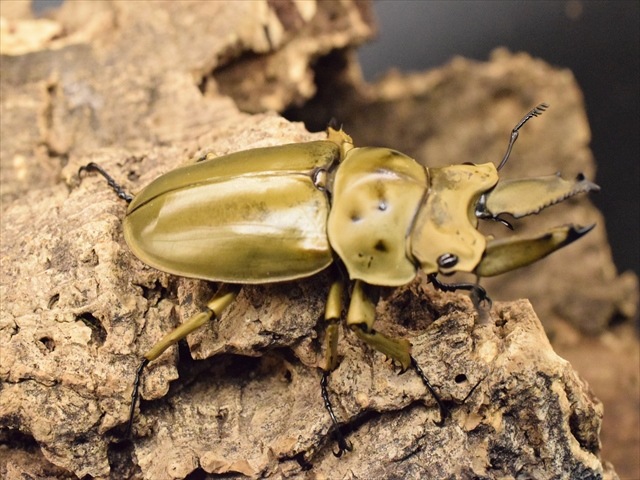 大型シルバー！ モセリオウゴンオニクワガタ 大型シルバー！ モセリ