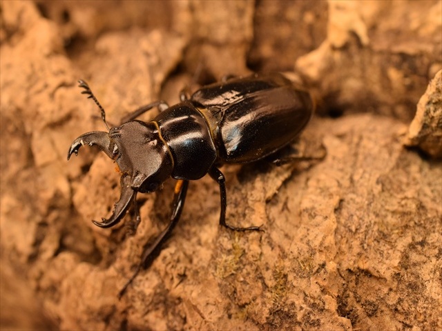 希少】ミクラミヤマクワガタ30mm産卵安心セット | 国産クワガタ 成虫