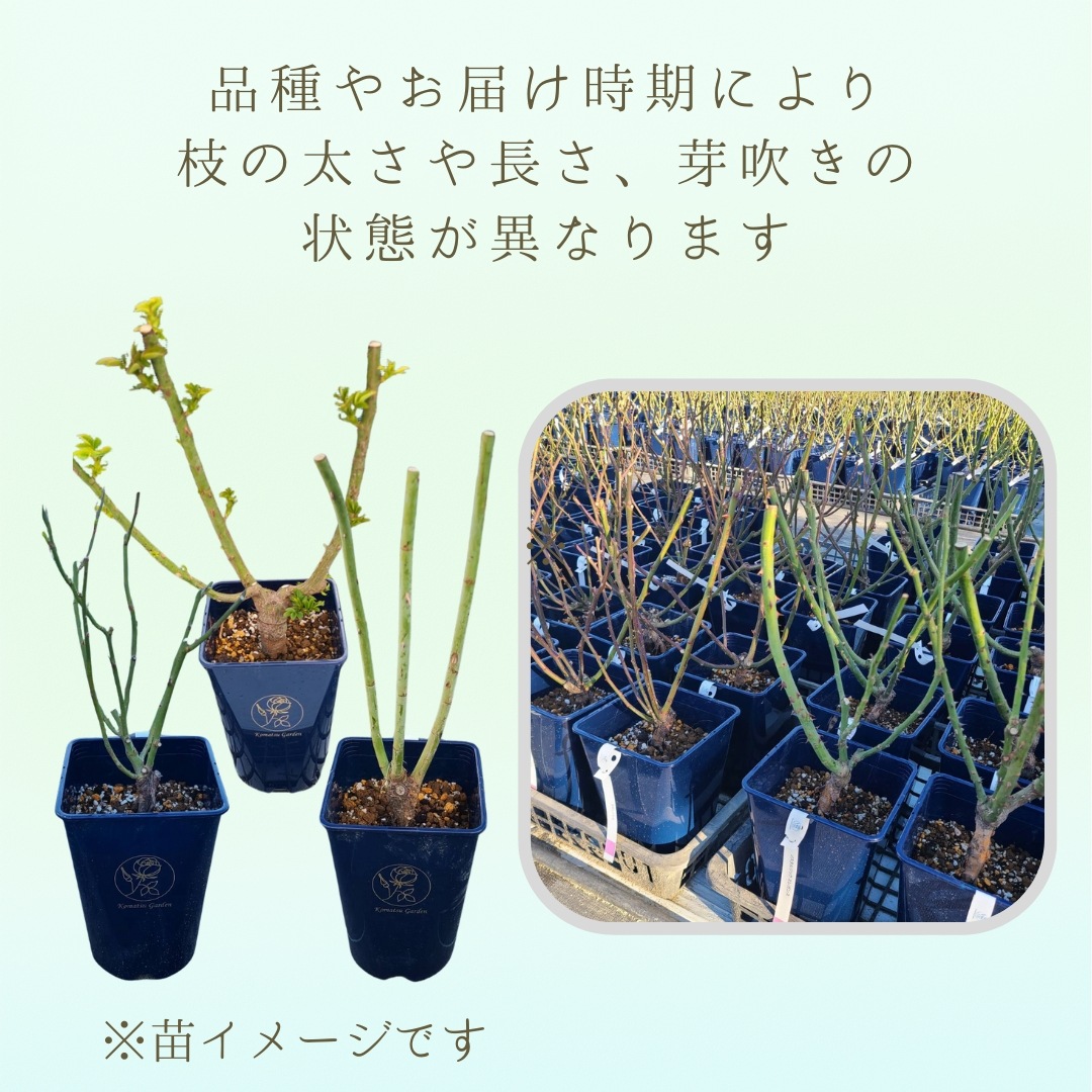 バラ苗 大苗 2026 オレンジ マザーズディ Orange Mothersday 国産