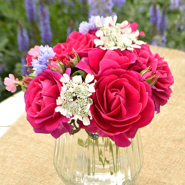 バラ苗 図鑑 スピネル Spinel 国産ノイバラ台木使用 | すべての商品