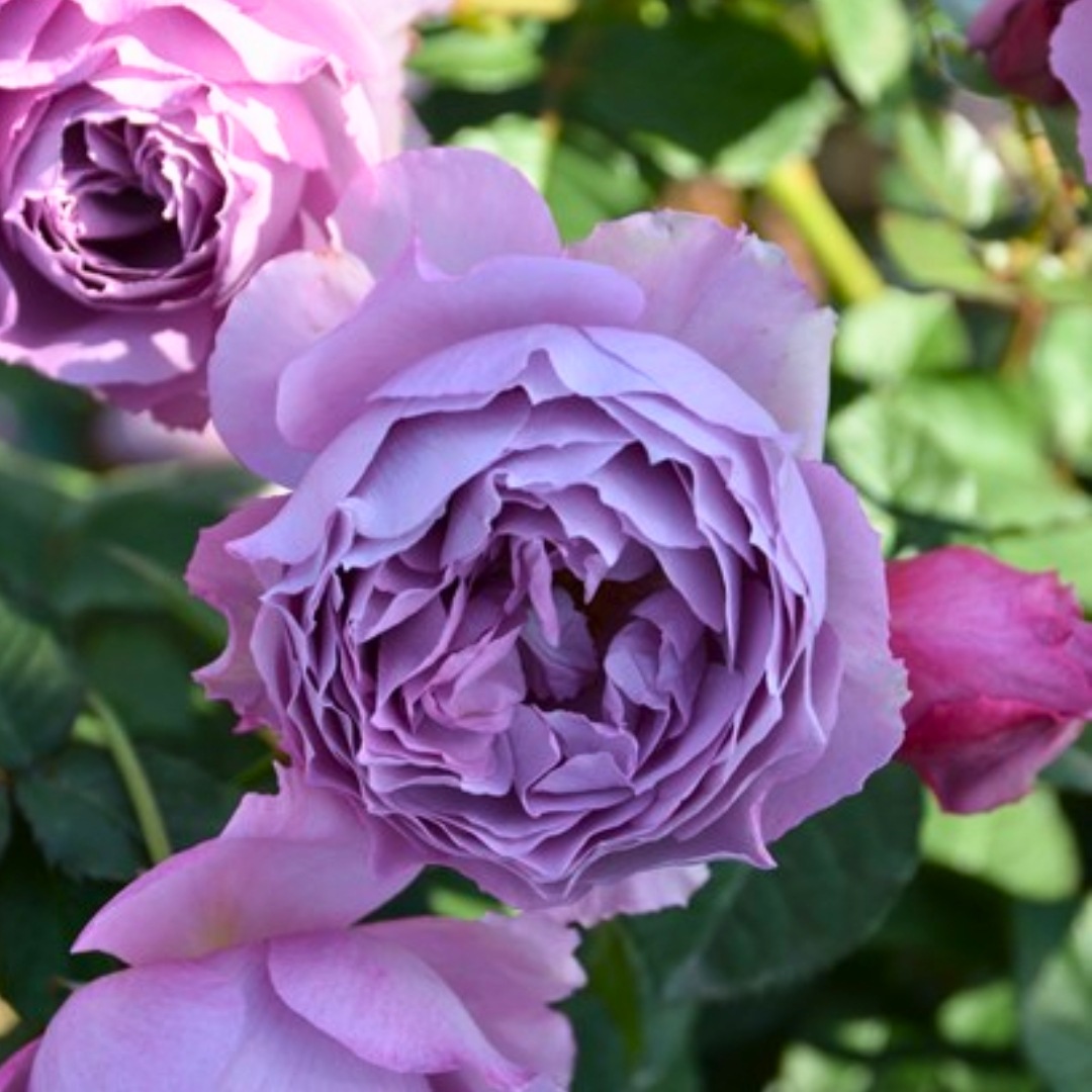 1_000000004621.jpg?1754975348