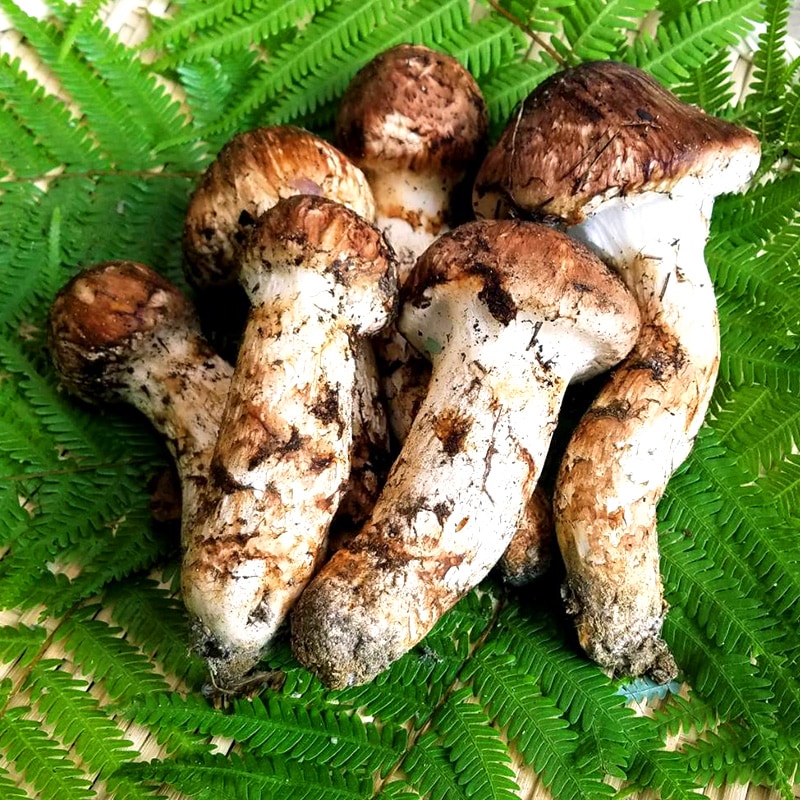 松茸 北海道 300g ⑤ 国産 国産まつたけ 300g | すべての商品 | ますちー