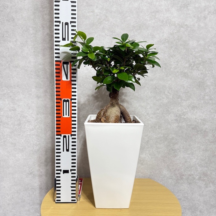 ガジュマル 観葉植物 6号鉢苗 大きいサイズ 鉢植え おしゃれな室内