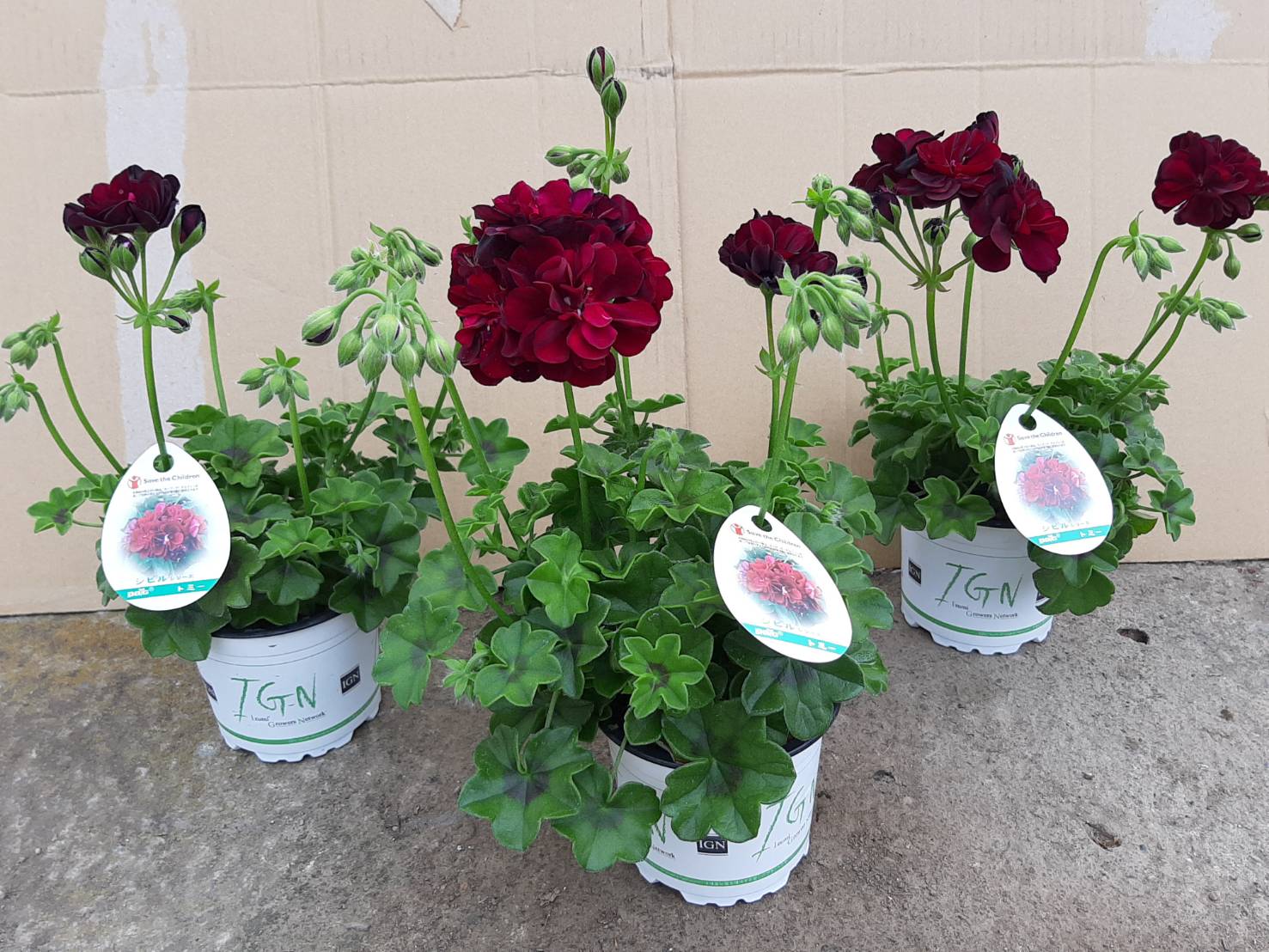 アイビーゼラニウム 'トミー' シビルシリーズ ハーブ苗 11?テクポット