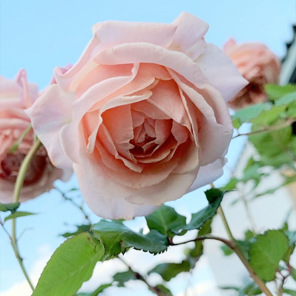 あきつしま（大苗）7号鉢植え 四季咲き中輪房咲き系（フロリバンダ