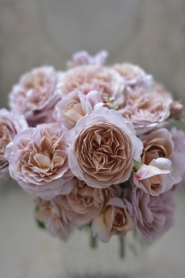 パニエ（大苗予約）7号鉢植え 四季咲き中輪房咲き系（フロリバンダ