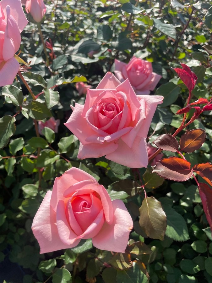 ひととき（大苗） 7号鉢植え 四季咲き F&Gローズ ローズアロマティーク