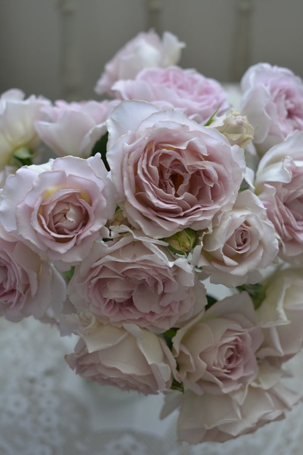 エウリディーチェ（大苗）7号鉢植え バラ苗 《農林水産省 登録品種