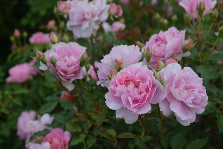 楼蘭（ロウラン）（大苗）7号鉢植え バラ苗 《農林水産省 品種登録出願