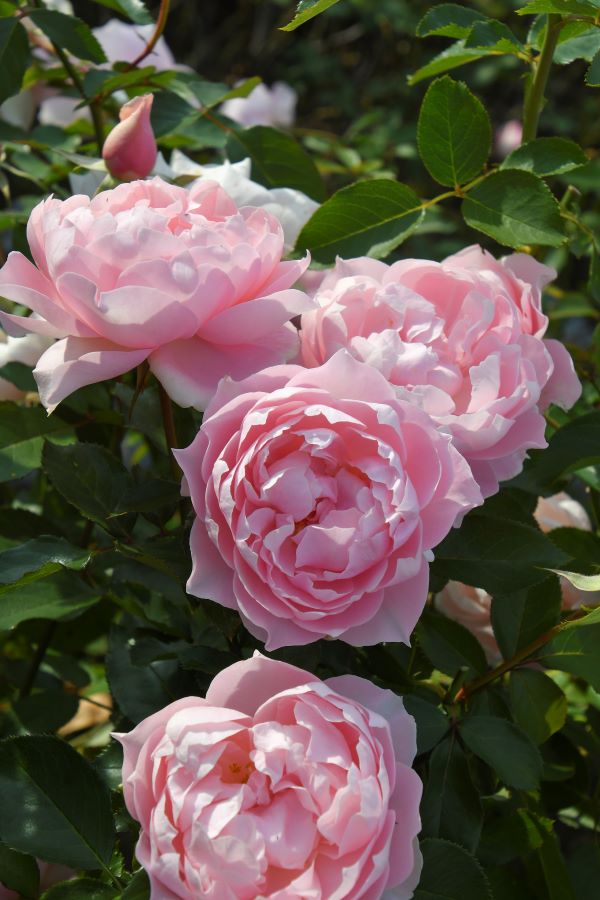 ローブデコルテ（大苗予約）7号鉢植え バラ苗 ロサ・オリエンティス