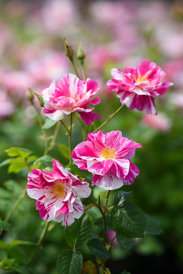 ブロドリー（大苗）7号鉢植え バラ苗 《農林水産省 登録品種