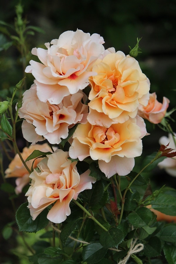 バラ苗 Roses,New! 2025年秋～2026年春 最新品種のバラ苗 | バラと