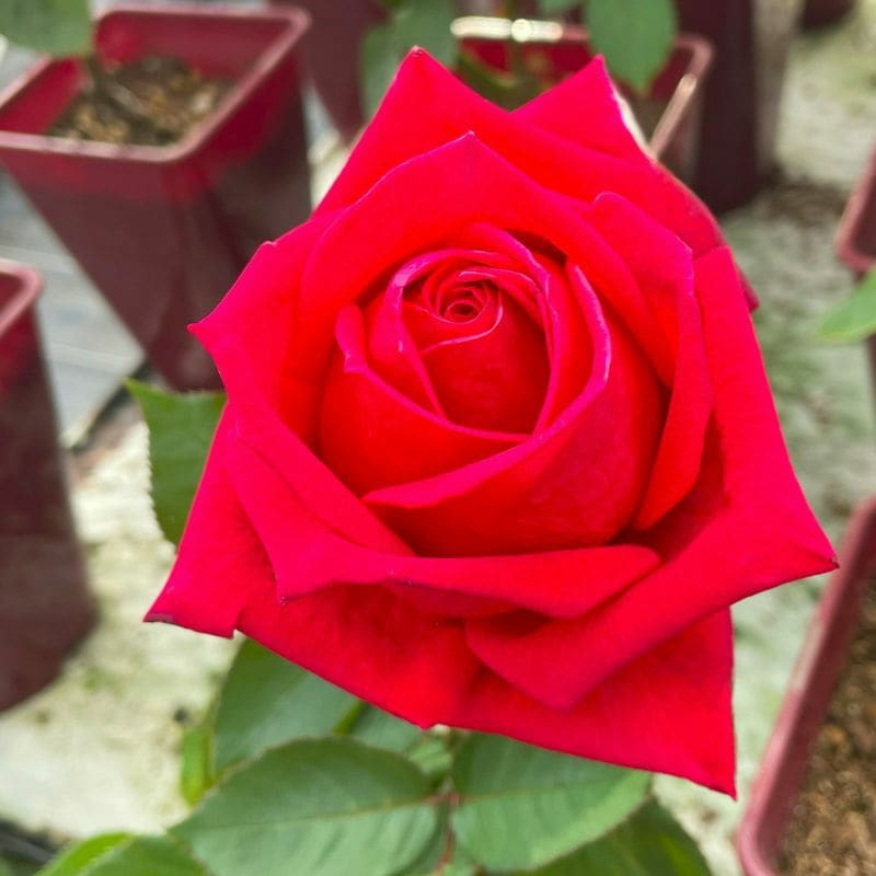 ビター・カヌレ（大苗） 7号鉢植え 四季咲き F&Gローズ セレクション