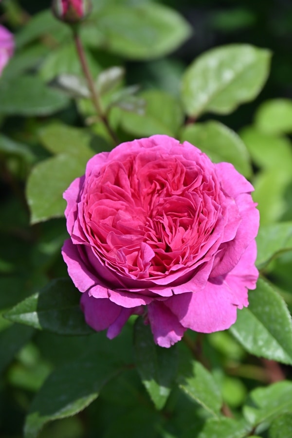 サクラ・クリスタル（大苗） 7号鉢植え シュラブローズ タンタウ バラ