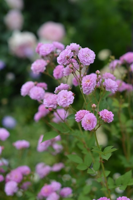 リュネビル（新苗予約） 7号鉢植え kawamoto Rose Garden（河本バラ園