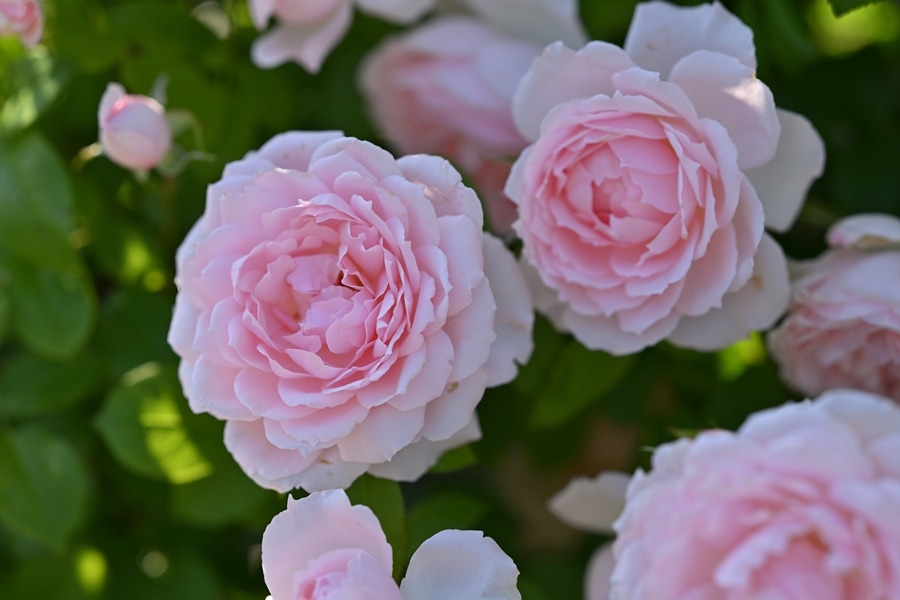 ドッグローズ（ロサ・カニナ)（大苗）7号鉢植え バラ苗 オールドローズ